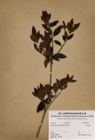 藏品(紅毛杜鵑)的圖片